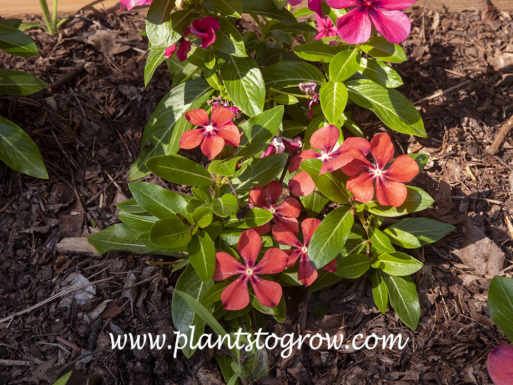 Tattoo Apricot Madagascar Periwinkle (Catharanthus roseus)